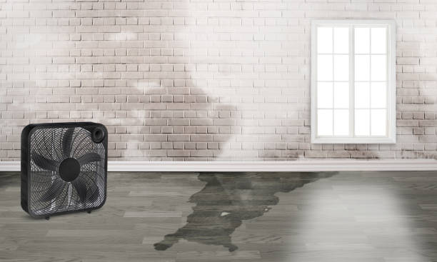 Best 24/7 water damage repair  in Edwardsburg, MI