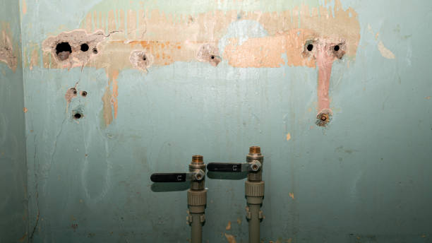 Best Basement water damage restoration  in Edwardsburg, MI